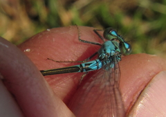 Pseudagrion coeleste