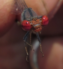 Pseudagrion sublacteum