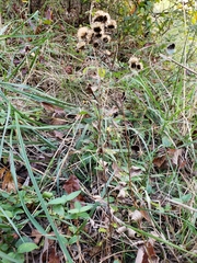 Sericocarpus linifolius