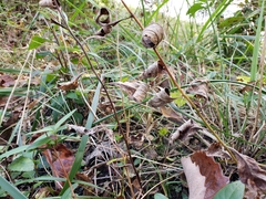 Sericocarpus linifolius