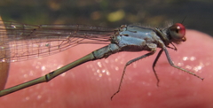 Pseudagrion sublacteum