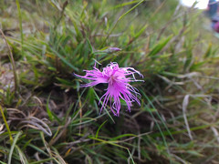 Dianthus pygmaeus