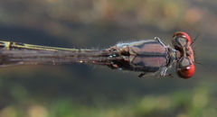 Pseudagrion sublacteum