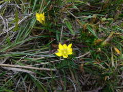 Gentiana scabrida