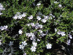 Junellia seriphioides