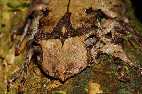 Ranita Garbeana, Scinax garbei