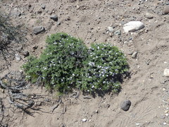 Junellia seriphioides