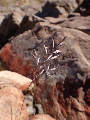 Serpentinite Fescue (Festuca ultramafica)