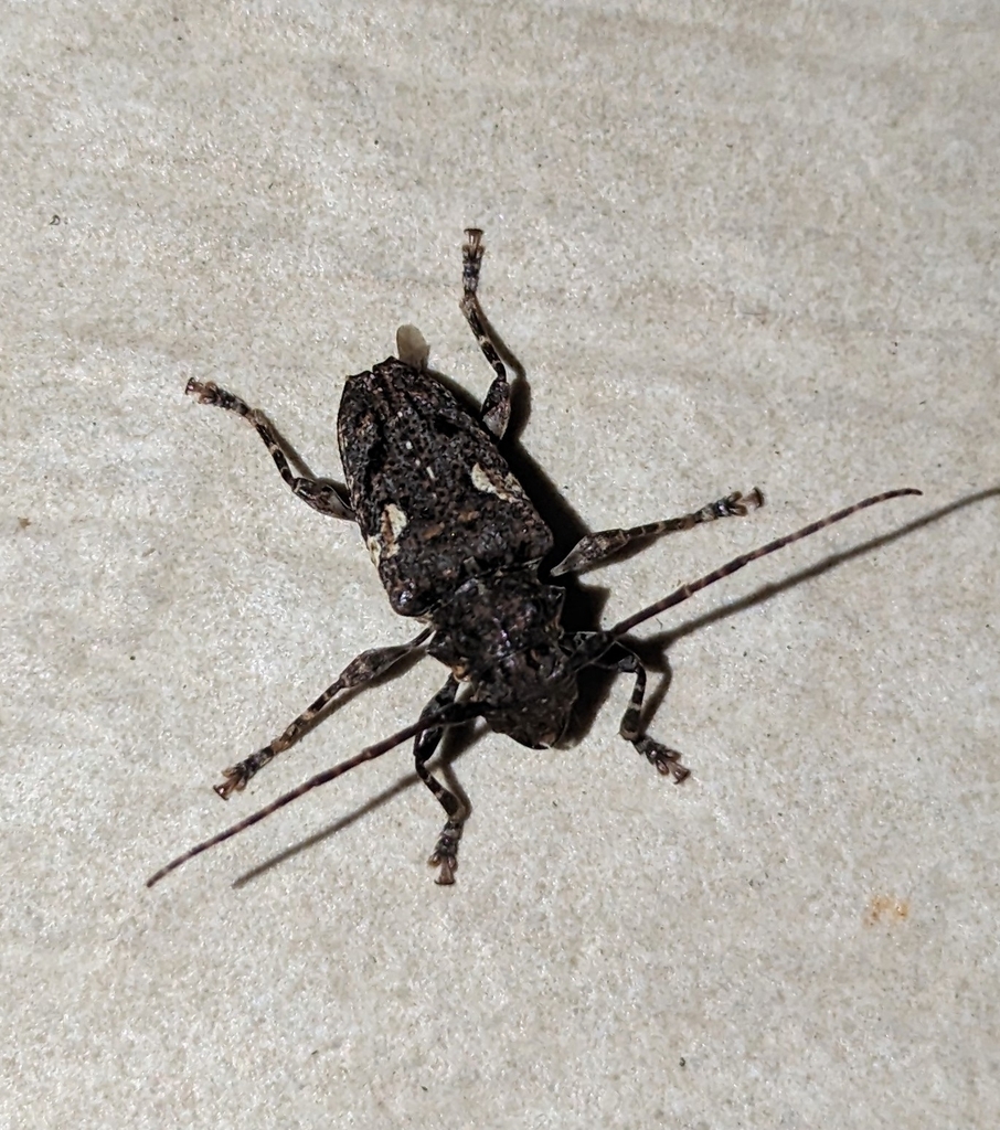 Aegomorphus circumflexus