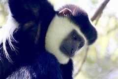 Colobus guereza