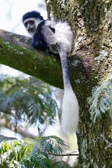 Colobus guereza