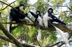 Colobus guereza