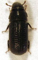 Stenoscelis hylastoides