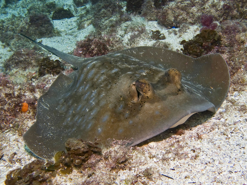 Coral Sea Maskray, photo 2 of 10
