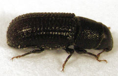 Stenoscelis hylastoides