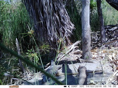 Crocodylus johnstoni