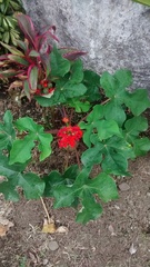 Jatropha podagrica