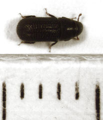 Stenoscelis hylastoides