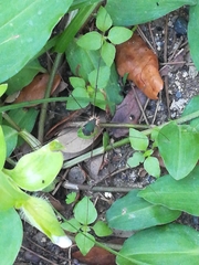 Leiobunum viridorsum