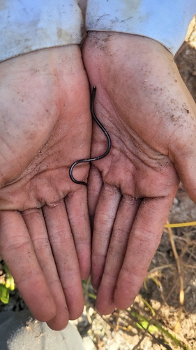Black Blind Snake
