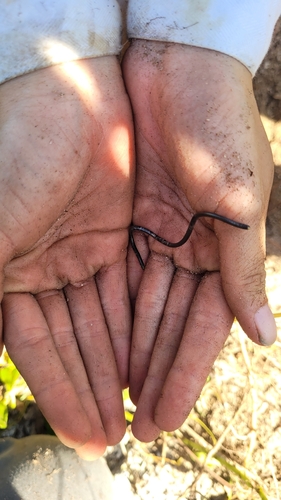 Black Blind Snake