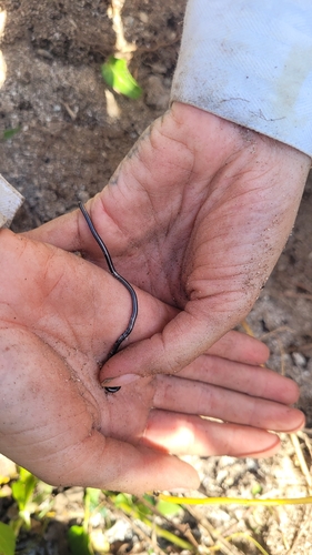 Black Blind Snake