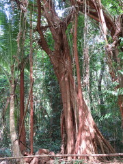 Ficus elastica image