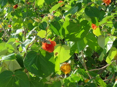 Hibiscus tiliaceus image