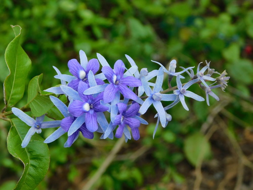 Image of Petrea volubilis by (c) Mauricio Soto David, some rights reserved (CC BY)