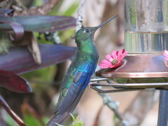 Pterophanes cyanopterus