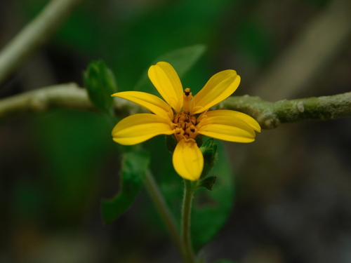 Image of Wedelia acapulcensis by (c) Mauricio Soto David, some rights reserved (CC BY)