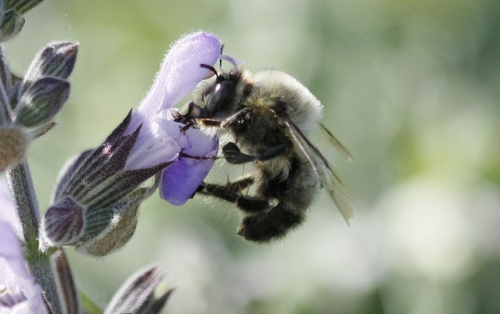 Anthophora rutilans