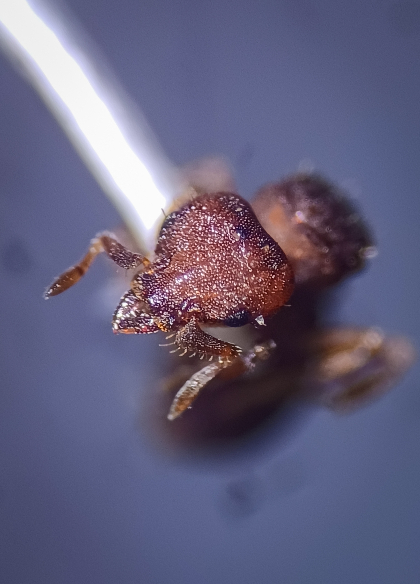 Octostruma rugifera