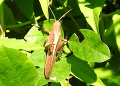 Schistocerca camerata