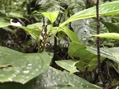 Image of Hammatoderus thiodes