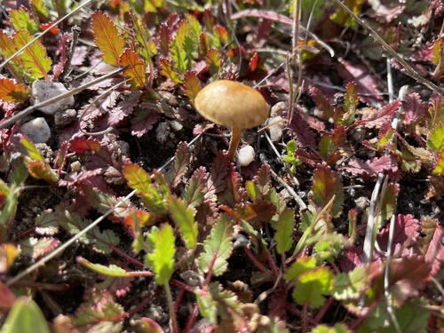 iNaturalist observation photo of Fungi Including Lichens