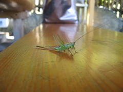 Conocephalus exemptus