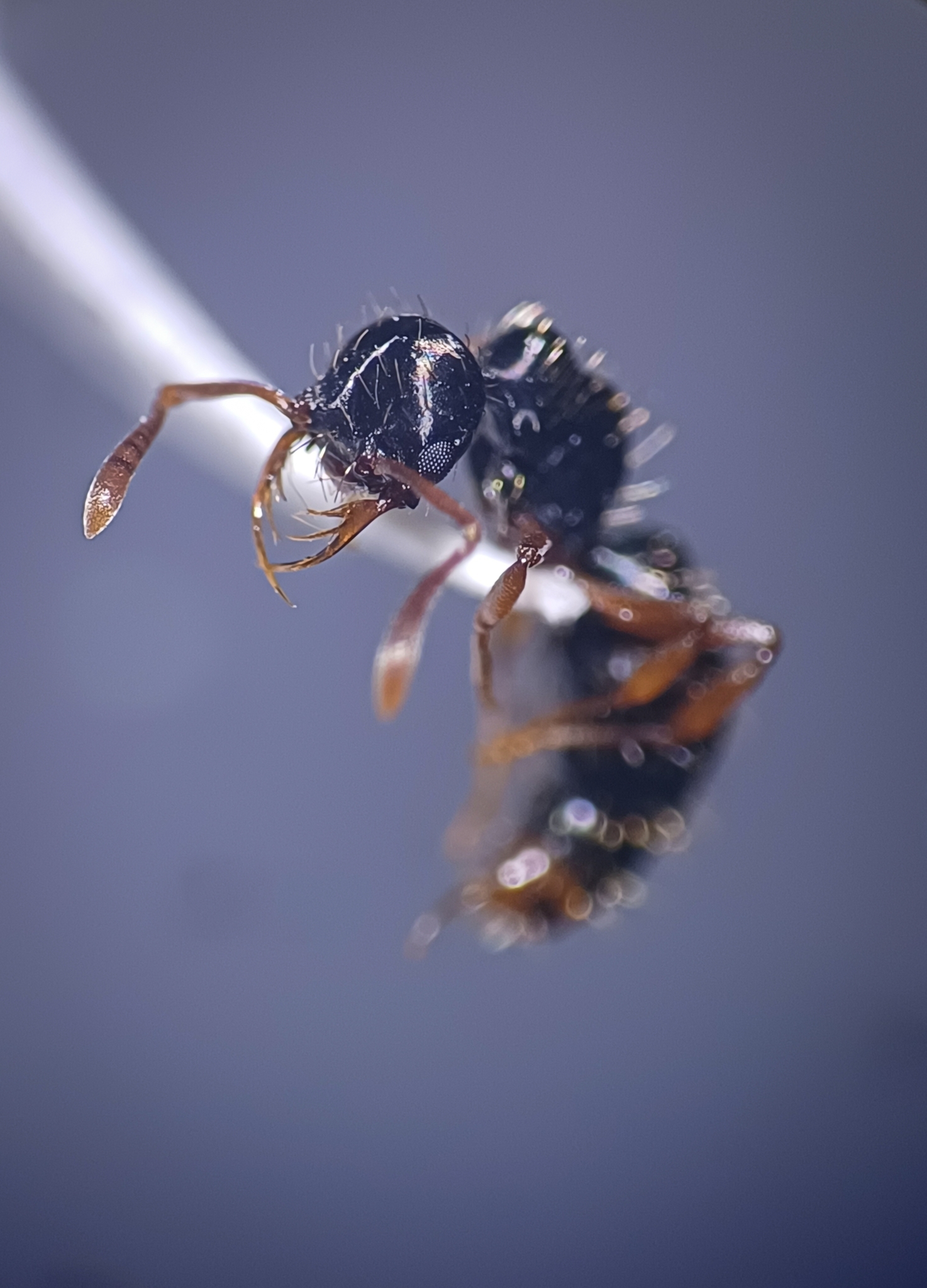 Thaumatomyrmex mutilatus