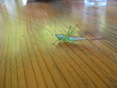 Conocephalus exemptus