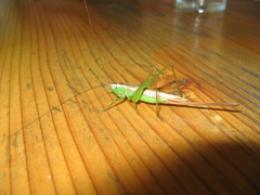 Conocephalus exemptus