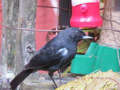 Diglossa lafresnayii