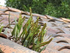 Pleopeltis polylepis