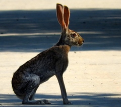 Lepus alleni