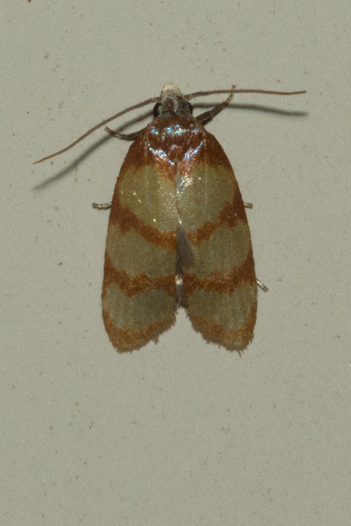 Sparganothis lindalinea