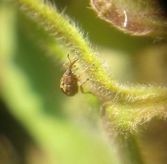 Nanophyinae