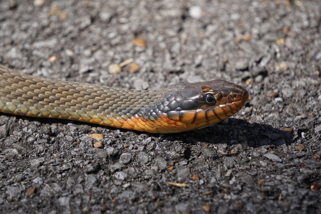 Plain-bellied Watersnake from Cheatham County, TN, USA on March 27 ...