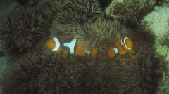 Amphiprion percula