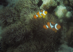 Amphiprion percula