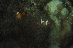 Amphiprion percula