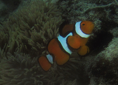 Amphiprion percula